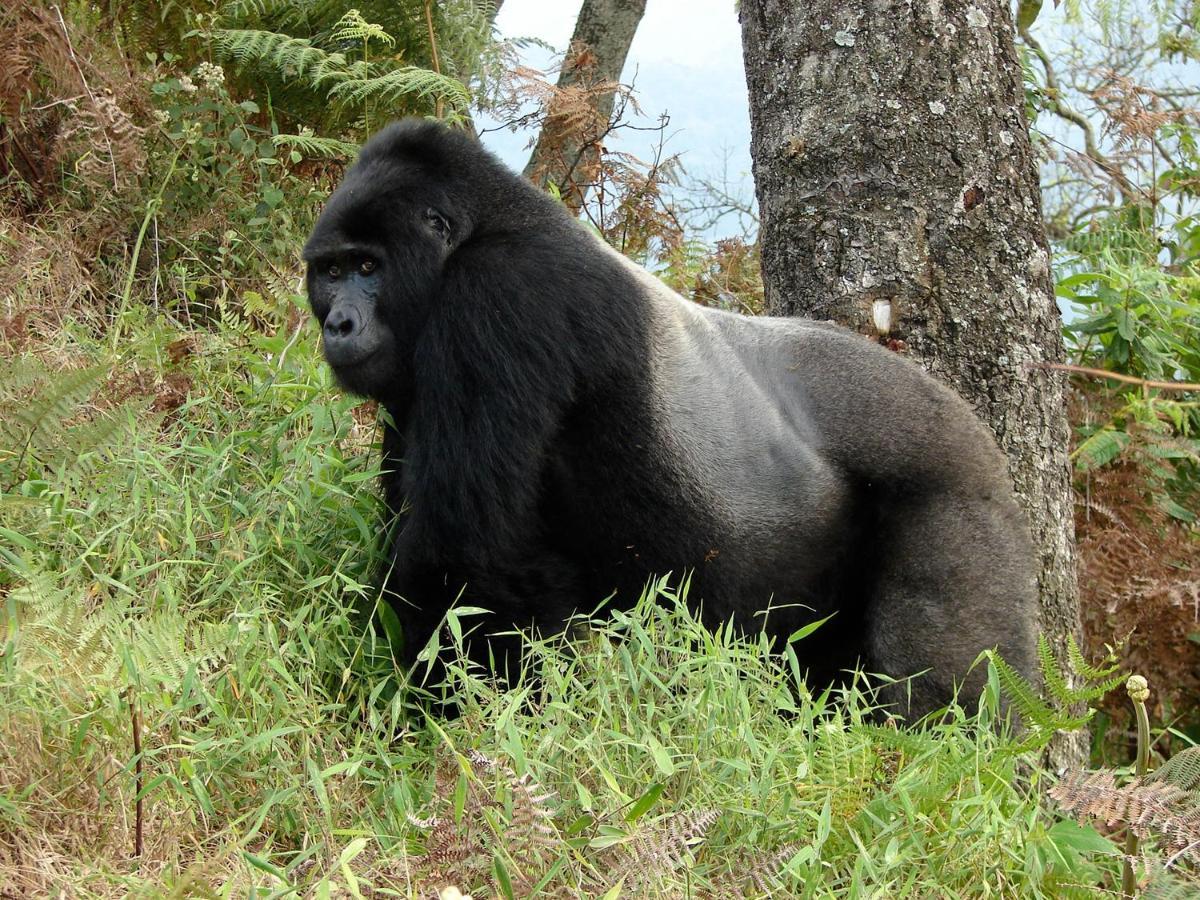 Clouds Mountain Gorilla LodgeKisoro エクステリア 写真